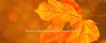 Autumn Leaves in Hokkaido | Japan Fall 2022