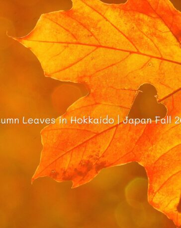 Autumn Leaves in Hokkaido | Japan Fall 2022