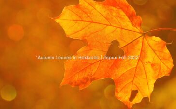 Autumn Leaves in Hokkaido | Japan Fall 2022