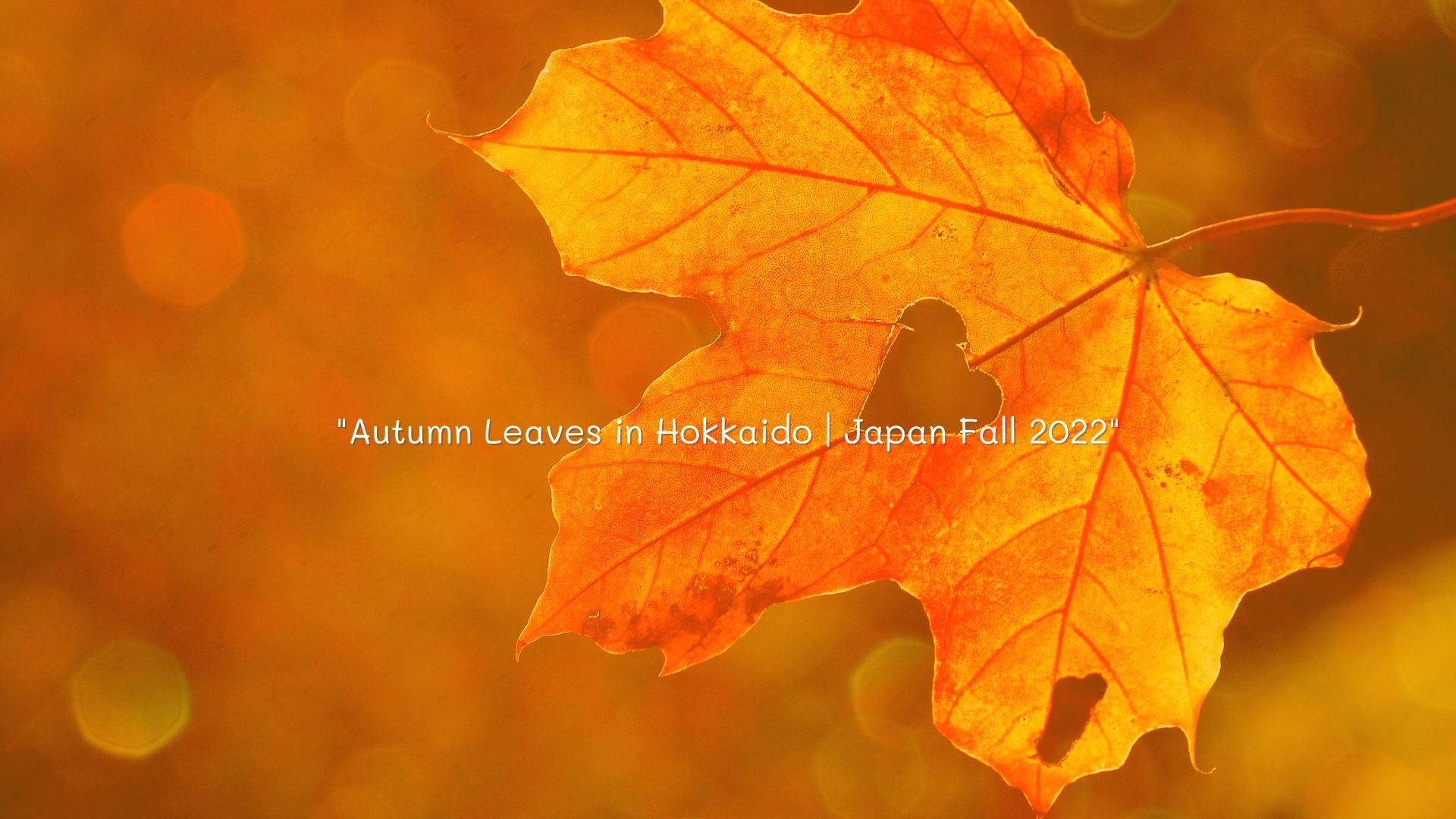 Autumn Leaves in Hokkaido | Japan Fall 2022