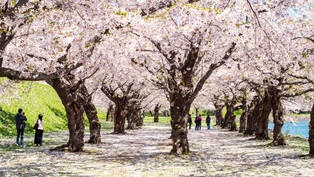 เดินชมซากุระ ที่สวน Goryokaku Park