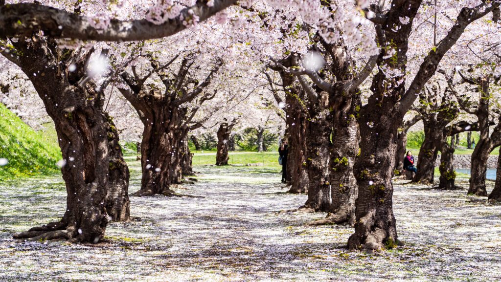 เดินชมซากุระ ที่สวน Goryokaku Park