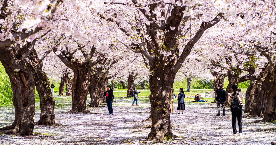 ซากุระที่สวนโกเรียวคาคุ ฮาโกดาเตะ (ฮอกไกโด)