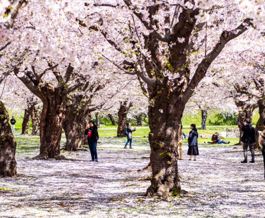 ซากุระที่สวนโกเรียวคาคุ ฮาโกดาเตะ (ฮอกไกโด)