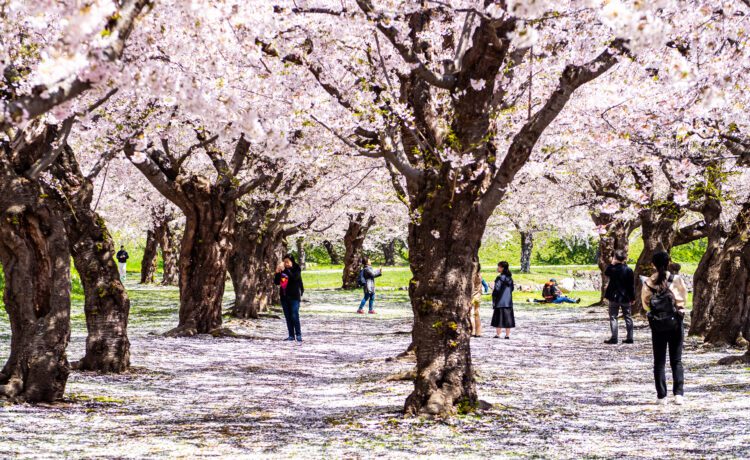 ซากุระที่สวนโกเรียวคาคุ ฮาโกดาเตะ (ฮอกไกโด)