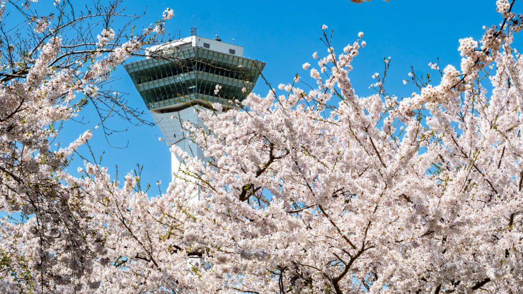 เดินชมซากุระ ที่สวน Goryokaku Park