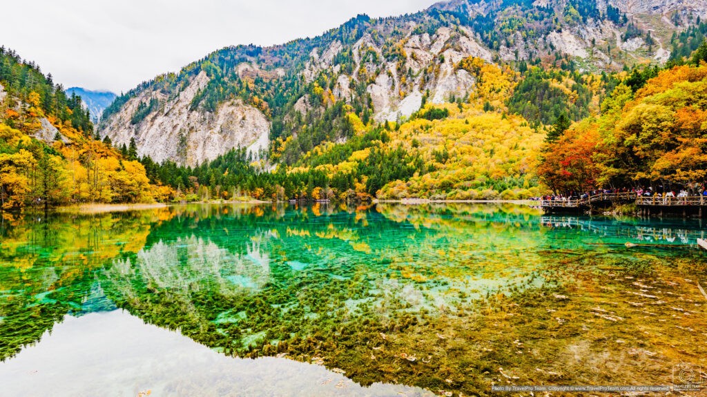 Vibrant autumn foliage surrounds the crystal-clear Five Flower Lake in Jiuzhaigou National Park, Sichuan, China. The lake reflects golden trees and colorful forests, attracting thousands of visitors each fall.