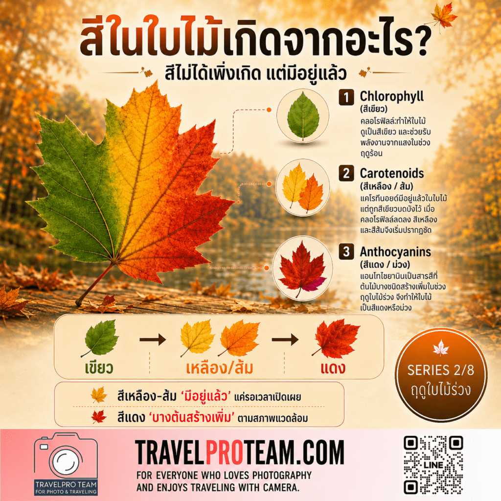 ทำไมใบไม้จึงเป็นสีเขียว — Why Leaves Are Green
