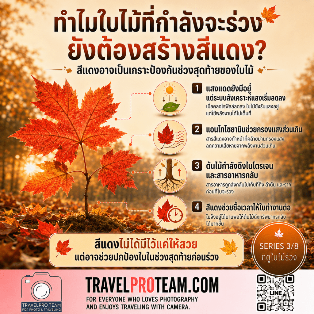 สีแดงและสีม่วง ในใบไม้ มาจากไหน — The Role of Anthocyanins