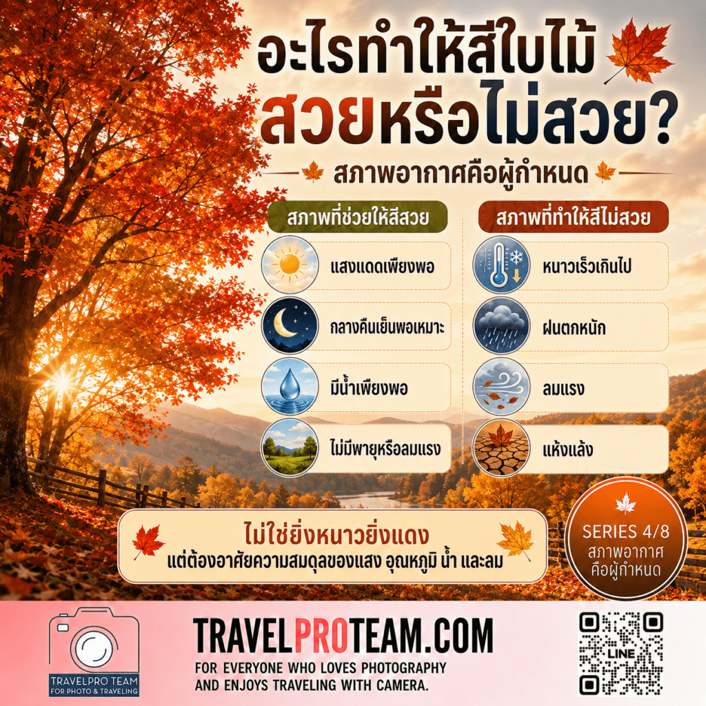 ทำไมกลางวันมีแดดและกลางคืนเย็น จึงเอื้อต่อสีแดง — Sunlight, Cool Nights and Red Leaves