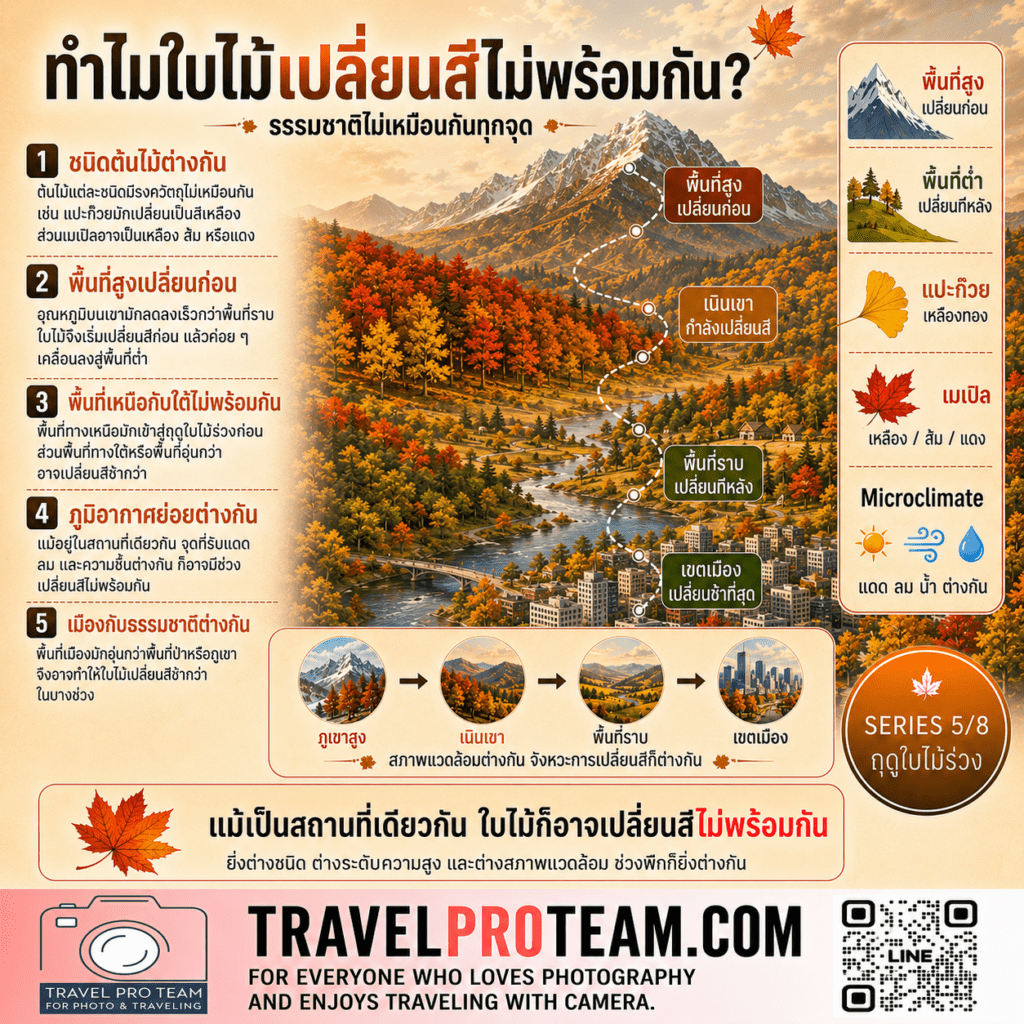 ทำไมต้นไม้แต่ละชนิดและแต่ละพื้นที่จึงเปลี่ยนสีไม่พร้อมกัน — Species and Microclimates