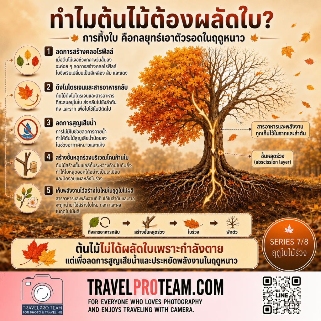 ทำไมต้นไม้จึงต้องผลัดใบ — Why Trees Shed Their Leaves
