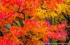ใบไม้เปลี่ยนสี, autumn foliage, fall colors, autumn leaves
