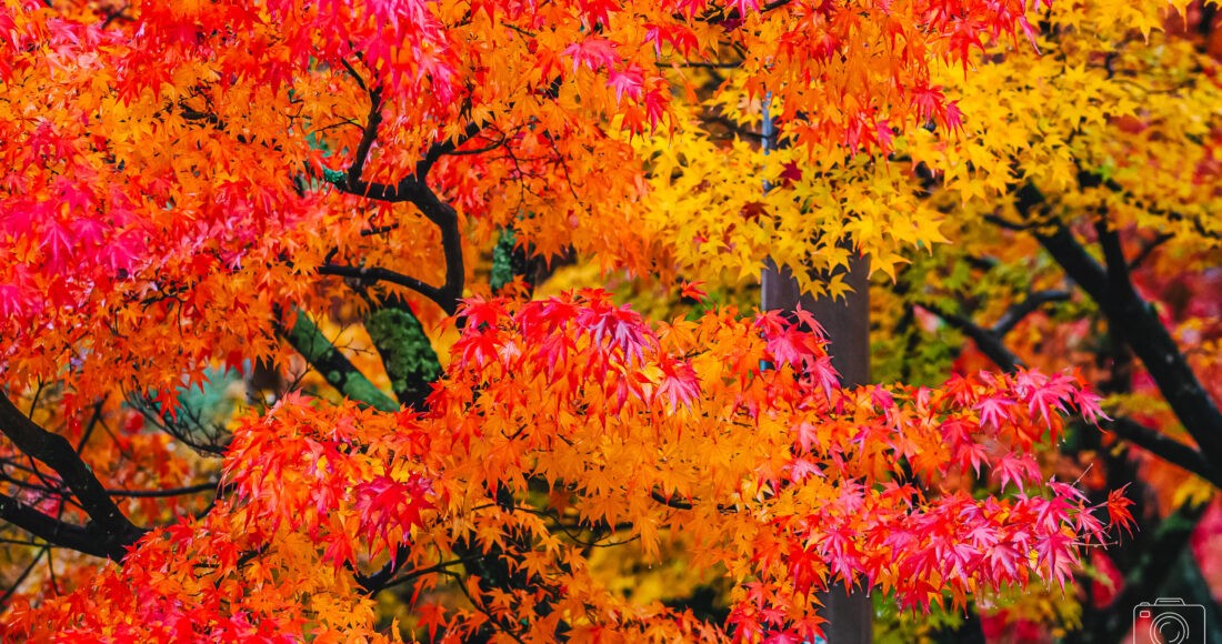 ใบไม้เปลี่ยนสี, autumn foliage, fall colors, autumn leaves