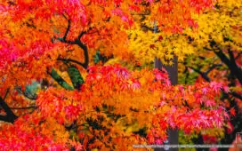 ใบไม้เปลี่ยนสี, autumn foliage, fall colors, autumn leaves