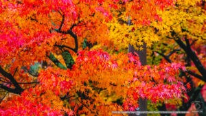 ใบไม้เปลี่ยนสี, autumn foliage, fall colors, autumn leaves