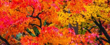 ใบไม้เปลี่ยนสี, autumn foliage, fall colors, autumn leaves