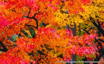 ใบไม้เปลี่ยนสี, autumn foliage, fall colors, autumn leaves