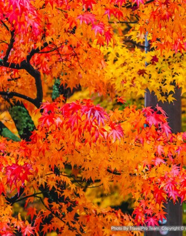 ใบไม้เปลี่ยนสี, autumn foliage, fall colors, autumn leaves