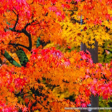 ใบไม้เปลี่ยนสี, autumn foliage, fall colors, autumn leaves