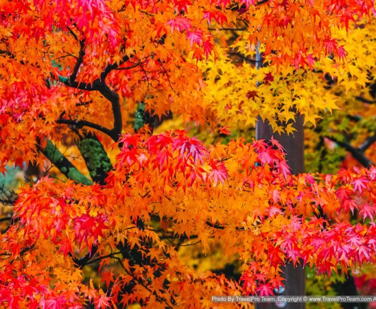 ใบไม้เปลี่ยนสี, autumn foliage, fall colors, autumn leaves