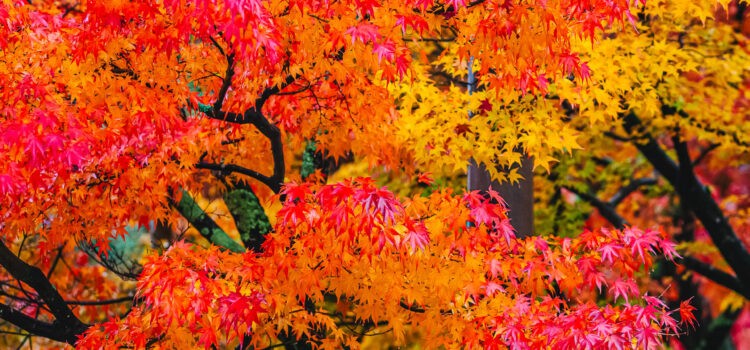 ใบไม้เปลี่ยนสี, autumn foliage, fall colors, autumn leaves