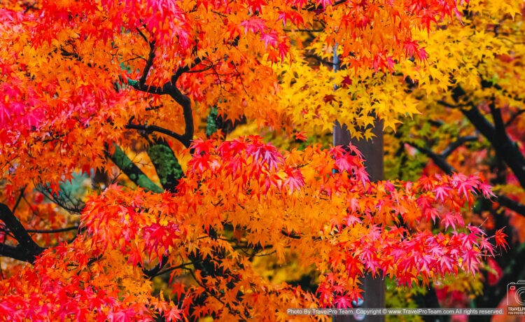 ใบไม้เปลี่ยนสี, autumn foliage, fall colors, autumn leaves