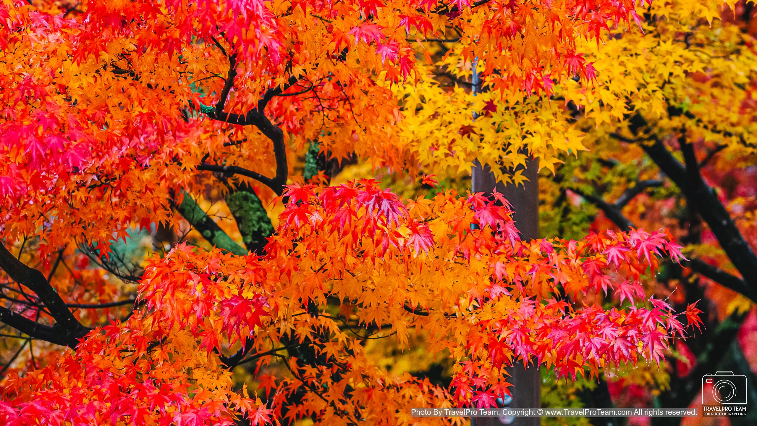ใบไม้เปลี่ยนสี, autumn foliage, fall colors, autumn leaves
